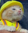 Ccat